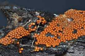 Attēlu rezultāti vaicājumam “Trichia scabra”