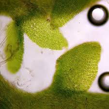 Attēlu rezultāti vaicājumam “Cephaloziella hampeana”