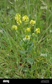 Attēlu rezultāti vaicājumam “Barbarea vulgaris subsp. arcuata fruit”
