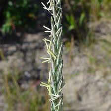 Attēlu rezultāti vaicājumam “Elytrigia repens subsp. arenosa”