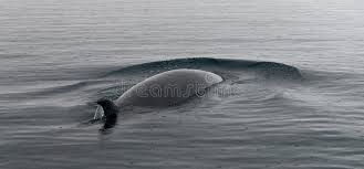 Image result for Balaenoptera bonaerensis