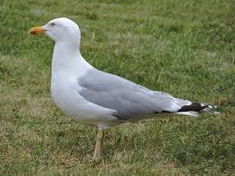 Attēlu rezultāti vaicājumam “Larus argentatus”