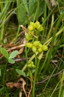 Attēlu rezultāti vaicājumam “Scheuchzeria palustris fruit”