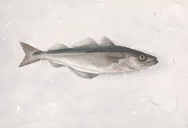 Image result for Pollachius virens