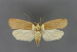 Attēlu rezultāti vaicājumam “Agonopterix hypericella”