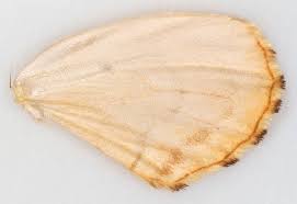 Attēlu rezultāti vaicājumam “Eulithis mellinata”