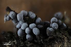 Attēlu rezultāti vaicājumam “Physarum bryocorticola macro”