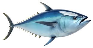 Image result for Katsuwonus pelamis