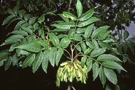 Attēlu rezultāti vaicājumam “Fraxinus excelsior”