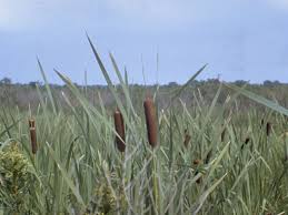 Attēlu rezultāti vaicājumam “Typha latifolia”