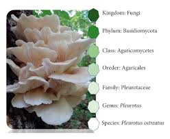 Attēlu rezultāti vaicājumam “Pleurotus ostreatus”