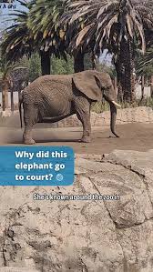 Image result for sad elephant