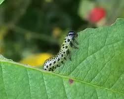 Attēlu rezultāti vaicājumam “Nematus ribesii larva”