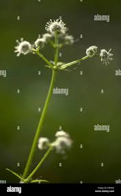 Attēlu rezultāti vaicājumam “Sanicula europaea leaf”