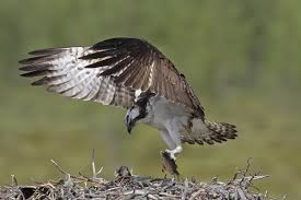 Attēlu rezultāti vaicājumam “Pandion haliaetus adult”