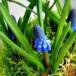 Attēlu rezultāti vaicājumam “Muscari botryoides leaf”