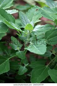 Attēlu rezultāti vaicājumam “Chenopodium album leaf”