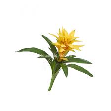 Картинки по запросу гусмания