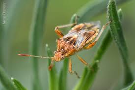 Attēlu rezultāti vaicājumam “Rhabdomiris striatellus”