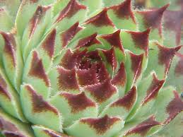 Image result for Mehikasvi