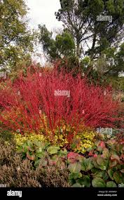 Attēlu rezultāti vaicājumam “Cornus alba”