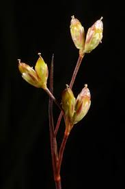 Attēlu rezultāti vaicājumam “Juncus stygius”