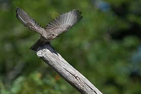 Attēlu rezultāti vaicājumam “Muscicapa striata adult”