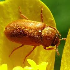 Attēlu rezultāti vaicājumam “Byturus ochraceus”