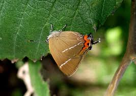 Attēlu rezultāti vaicājumam “Satyrium w-album underside”