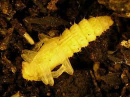 Attēlu rezultāti vaicājumam “Pyrochroidae imago”