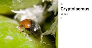 Image result for Cryptolaemus