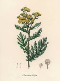 Image result for Tanacetum vulgare