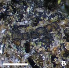 Attēlu rezultāti vaicājumam “Petractis sp.”