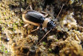 Attēlu rezultāti vaicājumam “Nebria livida”