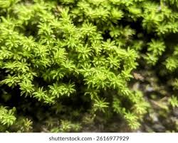 Attēlu rezultāti vaicājumam “Mnium hornum sporophyte”