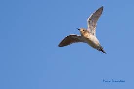 Image result for Calidris subminuta