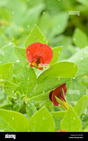 Image result for Lotus tetragonolobus