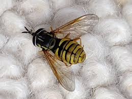 Attēlu rezultāti vaicājumam “Xanthogramma sp. male”