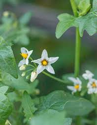 Attēlu rezultāti vaicājumam “Solanum nigrum flower”