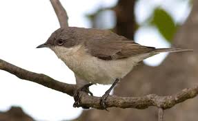 Attēlu rezultāti vaicājumam “Sylvia curruca”