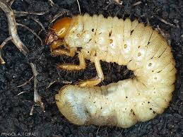 Attēlu rezultāti vaicājumam “Canephora hirsuta larva”