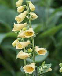 Image result for Digitalis lutea