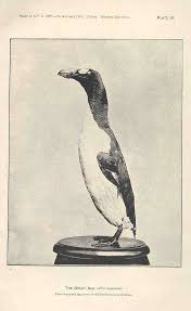 Image result for Pinguinus impennis