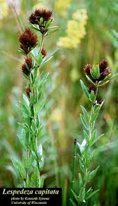 Attēlu rezultāti vaicājumam “Lophozia capitata”