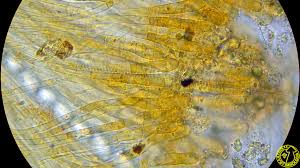 Attēlu rezultāti vaicājumam “Miladina lecithina”