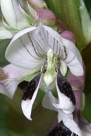 Attēlu rezultāti vaicājumam “Vicia faba flower”
