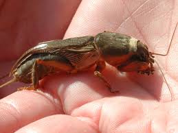 Attēlu rezultāti vaicājumam “Gryllotalpa gryllotalpa”