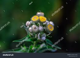 Image result for Helichrysum foetidum