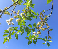 Attēlu rezultāti vaicājumam “Salix myrsinifolia male flower”