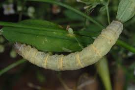 Attēlu rezultāti vaicājumam “Catarhoe rubidata”